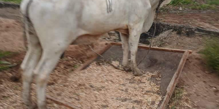 Thieves steal cows meant for a church’s harvest celebration