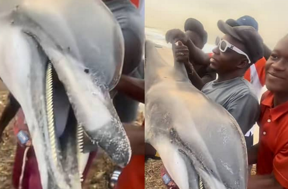 Youths pose with caught dolphin in viral video 