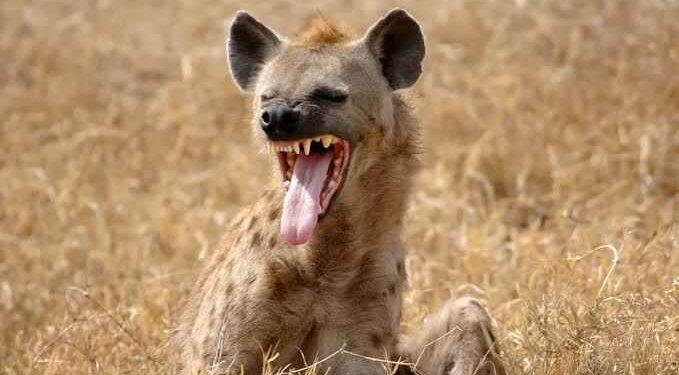Fear Grip Residents As Hyena Escapes From Jos Wildlife Park