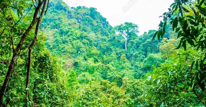 Bandits’ Corpses Found In Kaduna Forest