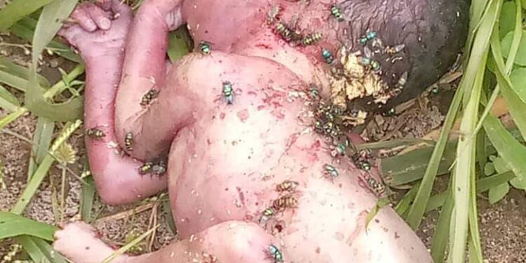 Abandoned Baby Found Dead In A Farm In Niger State (Graphic Photo)