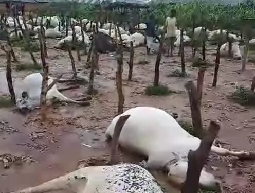 Gunmen In Military Uniform Kill 3 Persons & 100 Cows In Kaduna (Photos)