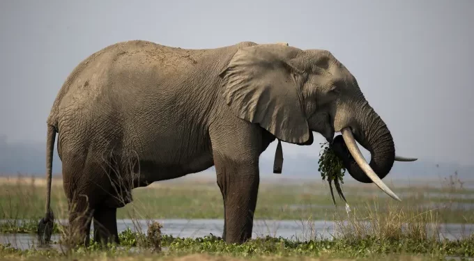 Zimbabwe To Cull 200 Elephants To Feed Citizens Left Hungry By Drought