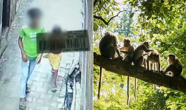 Troop Of Monkeys Stop The Rape Of 6-Year-Old Girl In India (Photos)
