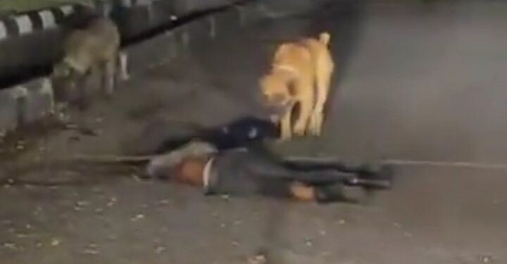 Dogs Maul Security Man To Death At Pinnock Estate, Lekki