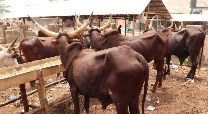 Thieves Steal Church Anniversary Cows