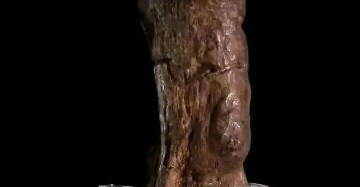Expensive Shit: See Largest Fossilized Human Feces Ever Found (Graphic Photos)
