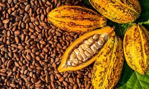 Nigeria Cocoa Exports Jumps By 300% From ₦161.8 Billion To ₦644 Billion