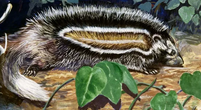 Meet The World’s Deadliest Rat Which Can Kill An Elephant With One Bite