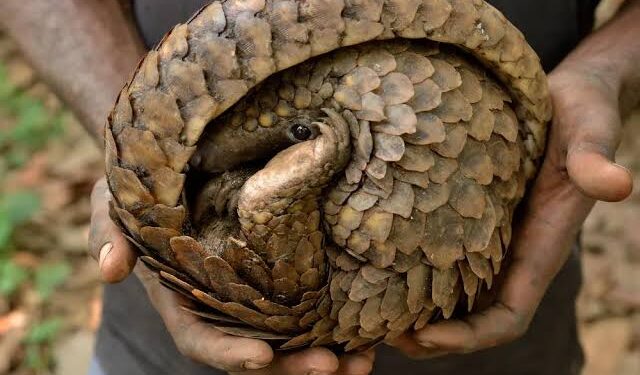 Nigeria Seizes 2 Metric Tons Of Pangolin Scales, Arrests 1 Suspect