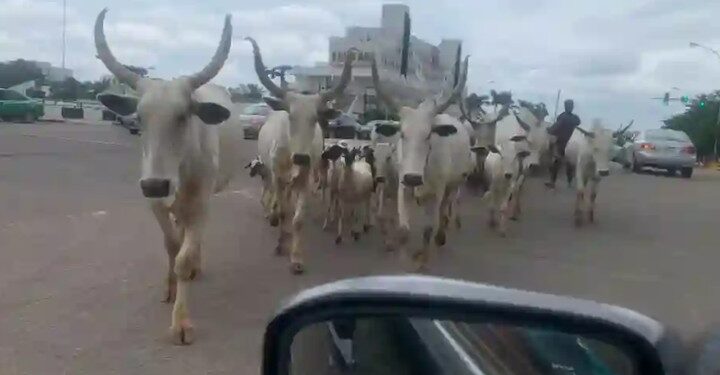 Open Grazing: Months After Wike’s Threat, Cows Roam FCT Roads Freely