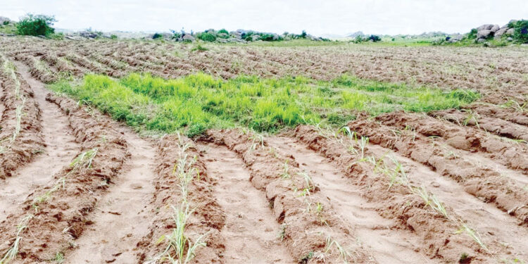 Boko Haram Kills 40 Farmers In Borno, Dozens Missing