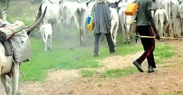 Herdsmen Destroy Five-Hectare Rice Plantation In Ogun