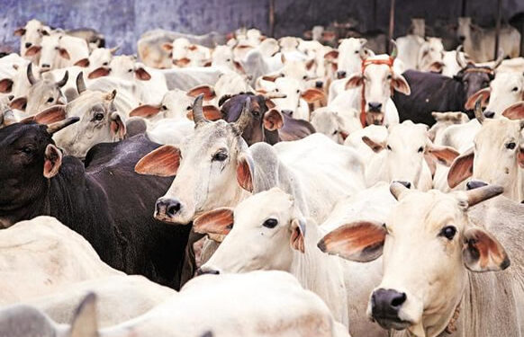 Lagos Butchers Lament As Cow Prices Soar To ₦‎1.7 Million