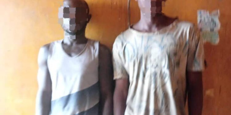 Two Arrested For Illegal Tree Cutting In Ogun Forest Reserve