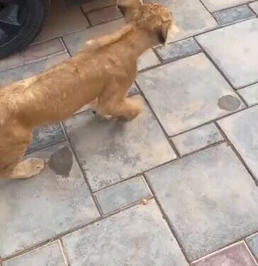 Lion Found In Abuja, Kept As Pet (Video)