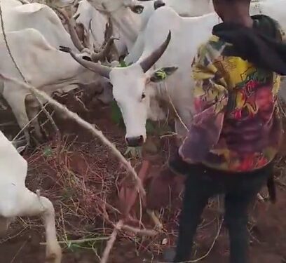 Uproar As Fulani Herdsmen Are Filmed Uprooting Cassava To Feed Their Cows (Photos)