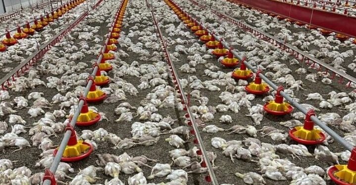 50,000 Chickens Die In South African Farm Due To Prolonged Powercut
