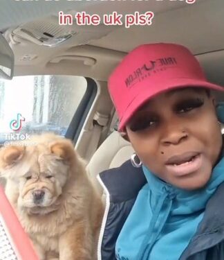 Nigerian Lady In UK Searches For Where To Do An Abortion For Her Dog (Video)