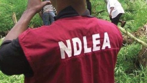 NDLEA Summons Niger State LG Chairman For Allegedly Encouraging Youths To Smoke Indian Hemp