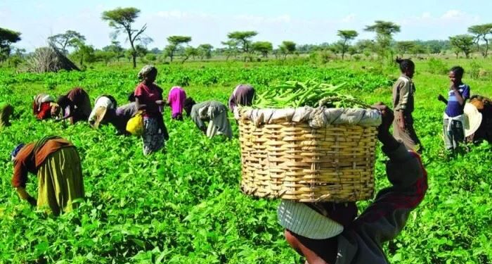 Farmers Resign In Large Numbers After Their Boss Installed CCTV To Monitor Their Activities
