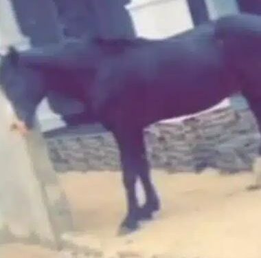 Nigerian Man Buys Horse Amidst Petrol Price Hike (Video)