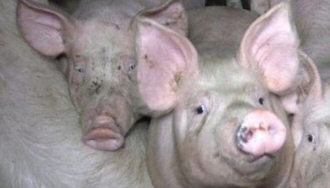 Pig Kills Butcher In Slaughterhouse
