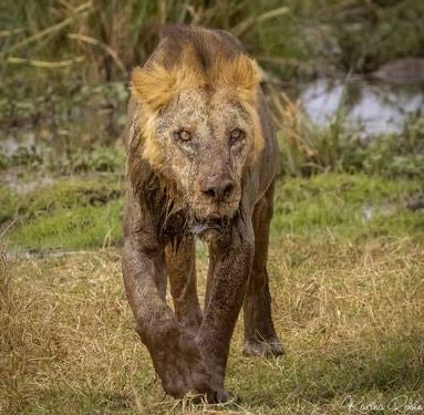 Africa’s Oldest Wild Lion Aged 19 Killed In Kenya
