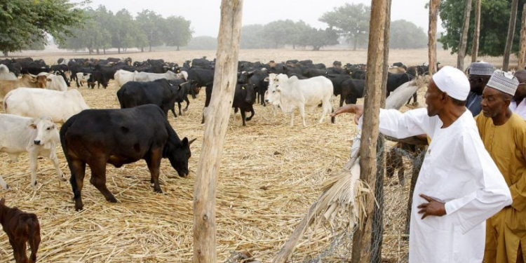 I Can’t Wait To Return To My Favourite Pastime of Rearing Cattle – Buhari