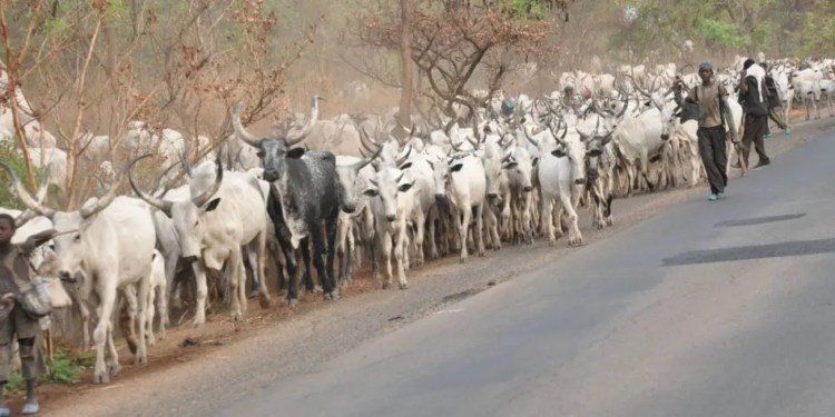 Buhari Failed Us – Cattle Rearers Lament