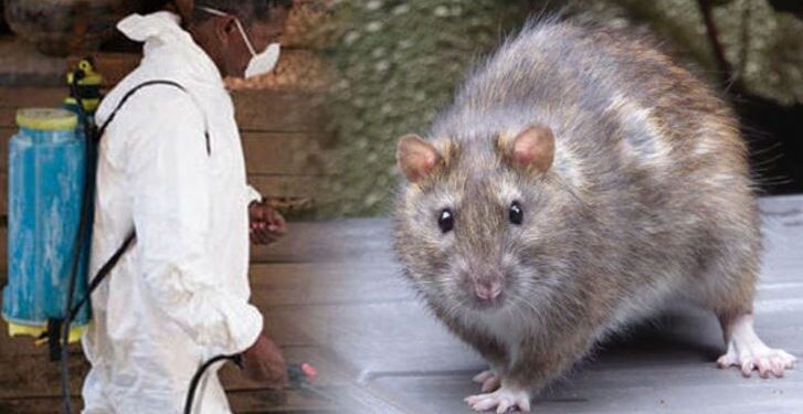 Nigeria To Conduct Lassa Fever Vaccine Clinical Trials