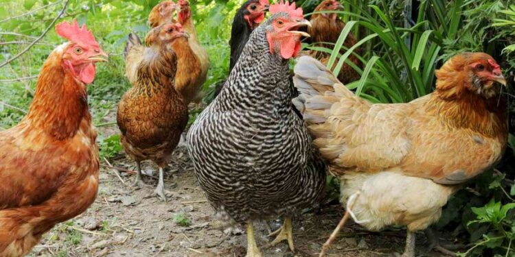 Man To Receive Eight Strokes Of Cane For Stealing 10 Chickens