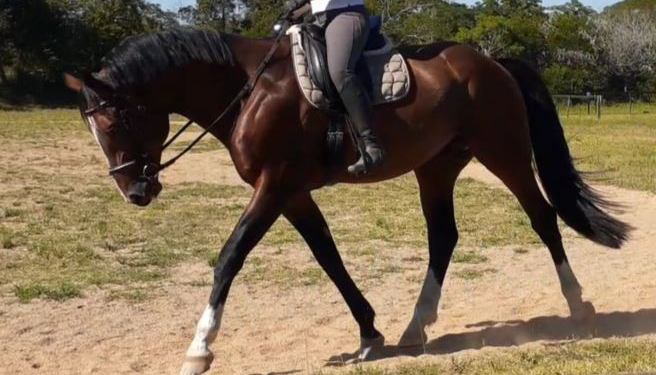 Horse Rider Tramples Man To Death In Jigawa