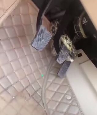 Snake Discovered Wrapped On The Pedals Of A Car (Video)