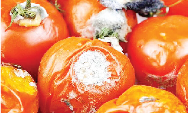 Doctor Warns Nigerians Against Eating Rotten Tomatoes, Pepper