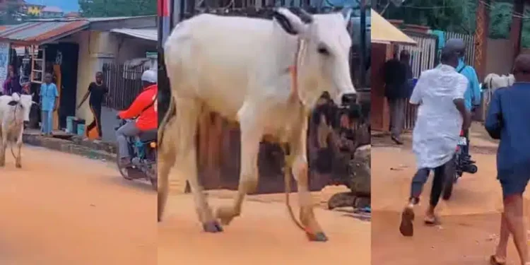 Drama in neighborhood as Eid el-Kabir cow escapes on festival day