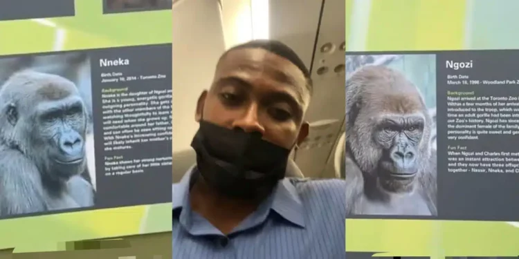 Nigerian man expresses shock as he finds gorillas named ‘Ngozi’ and ‘Nneka’ at Canadian zoo