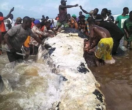 Stop consuming dead whales, it could result in mercury poisoning – Bayelsa govt warns residents