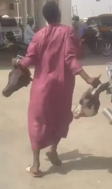 Video of youths stealing cattle from a spoilt truck