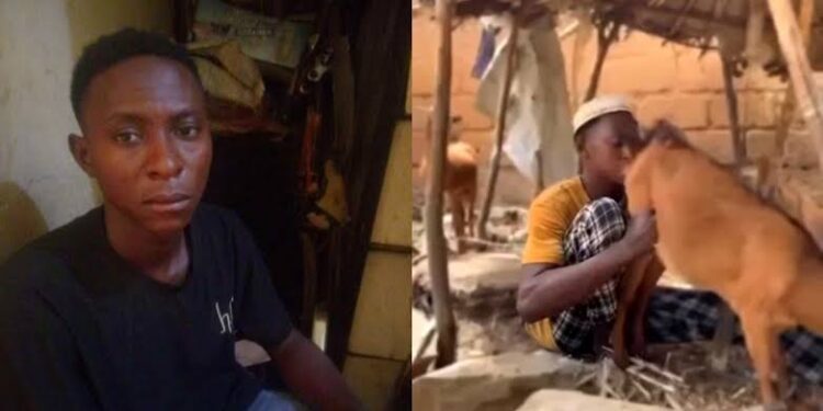 Kano Hisbah Arrests Man Licking Goat’s Genital In Viral Video (Photos)