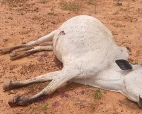 37 cattle shot dead in Plateau community