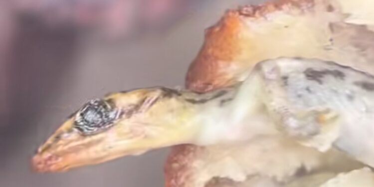 Lady discovers wall gecko cooked inside puff puff bought from street vendor