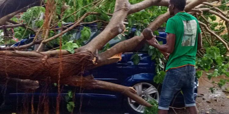 Woman escapes death as tree falls on her car in Makurdi