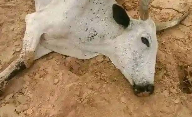 18 cows die after grazing on fumigated farmland in Plateau