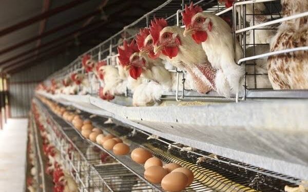 Poultry farmers lament poor sales of eggs brought on by economic hardship