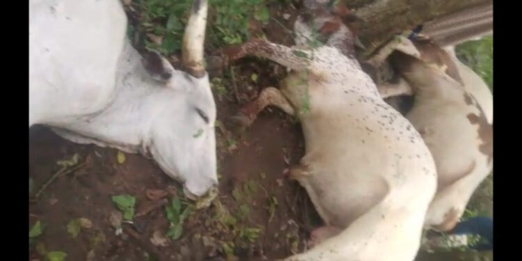 Lightning kills 32 cows during heavy rainfall in Ogun