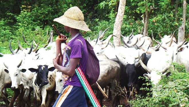 Abuja farmer hacked to death after challenging herders for allowing their cows wander into his cassava farm