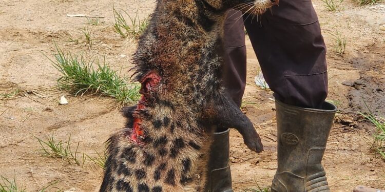 Akure residents reportedly k!ll rare animal, African civet with ‘valuable skin’