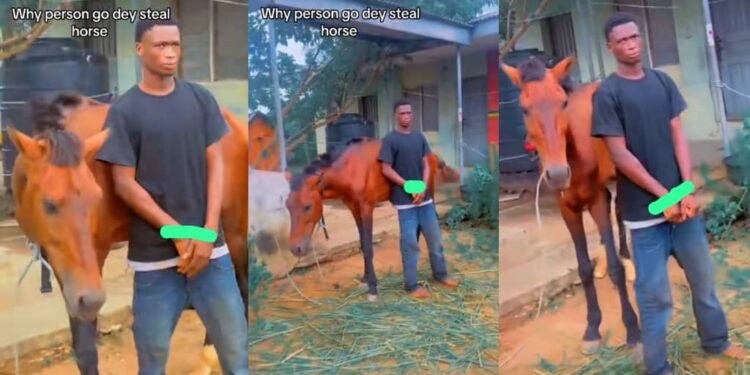 Man arrested for allegedly stealing a horse