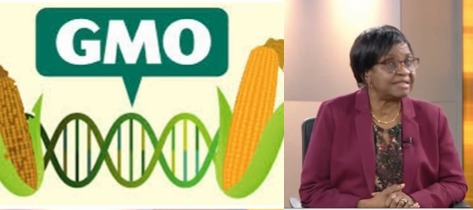 GMOs are genetically modified foods. They are not bad for us – NAFDAC boss